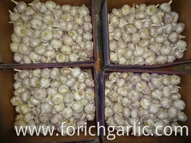 Jinxiang Normal White Garlic